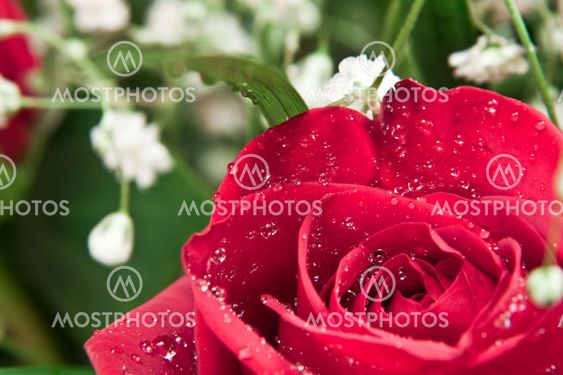 Red Rose