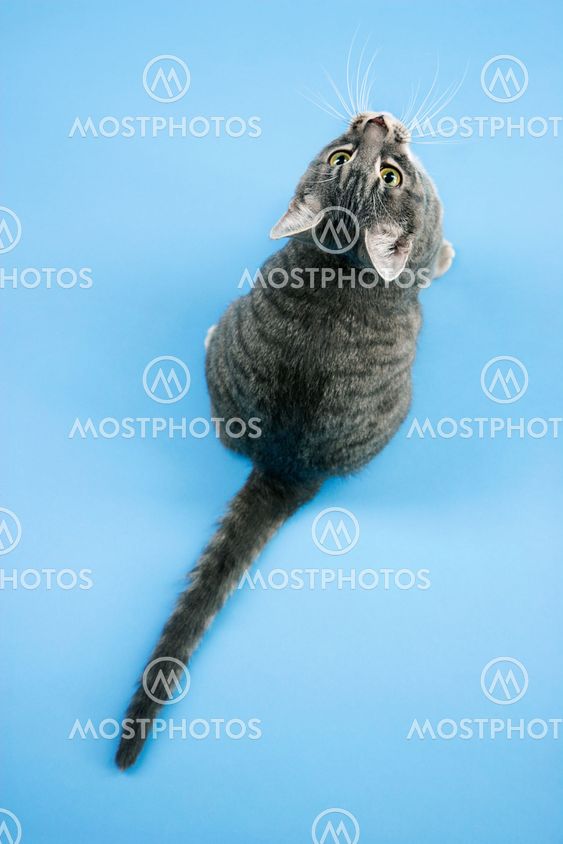 Gray striped cat looking up.
