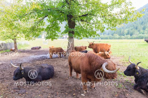 Red Haired Scottish Highlan By Kasto80 Mostphotos