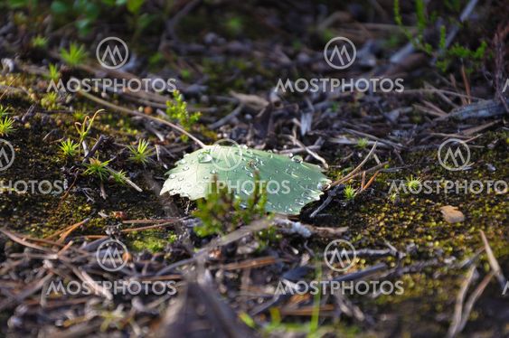 aspen leaf