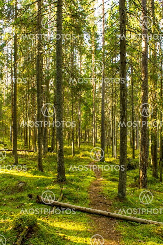 Alexanderphoton kuva "Virgin forest" Mostphotos