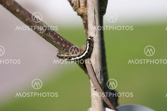 Caterpillar on tree