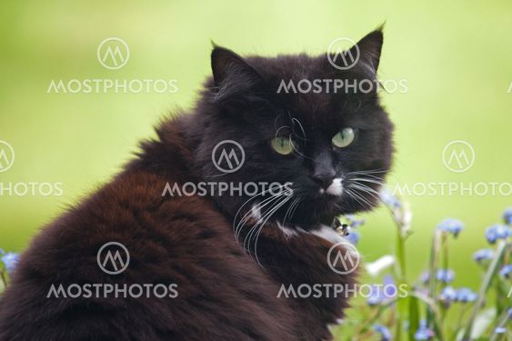 Old domestic cat
