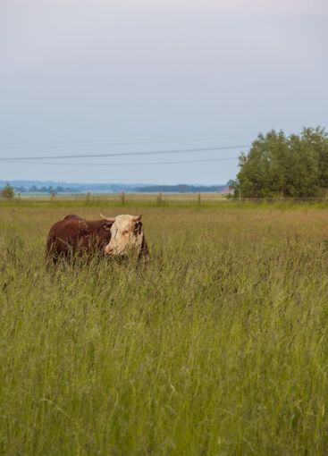 Horned cow standing in tall grass in pasture in Skåne...