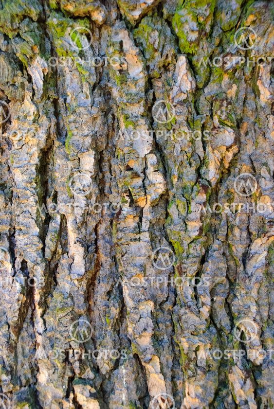 Bark Texture