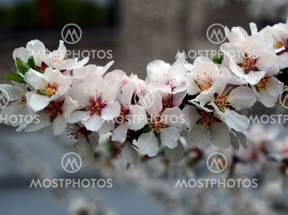 just a cherry blossoms, narrow focus area