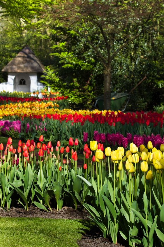 Spring garden with colorful tulips