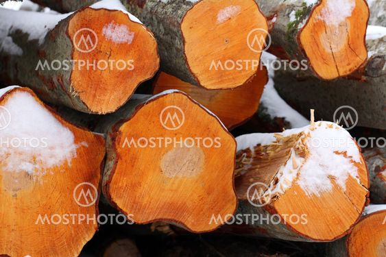 Freshly Cut Aspen Logs