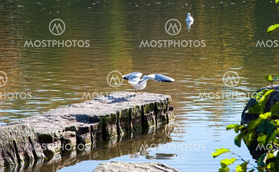 Gull ready to flight