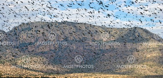 A Yellowheaded Flock