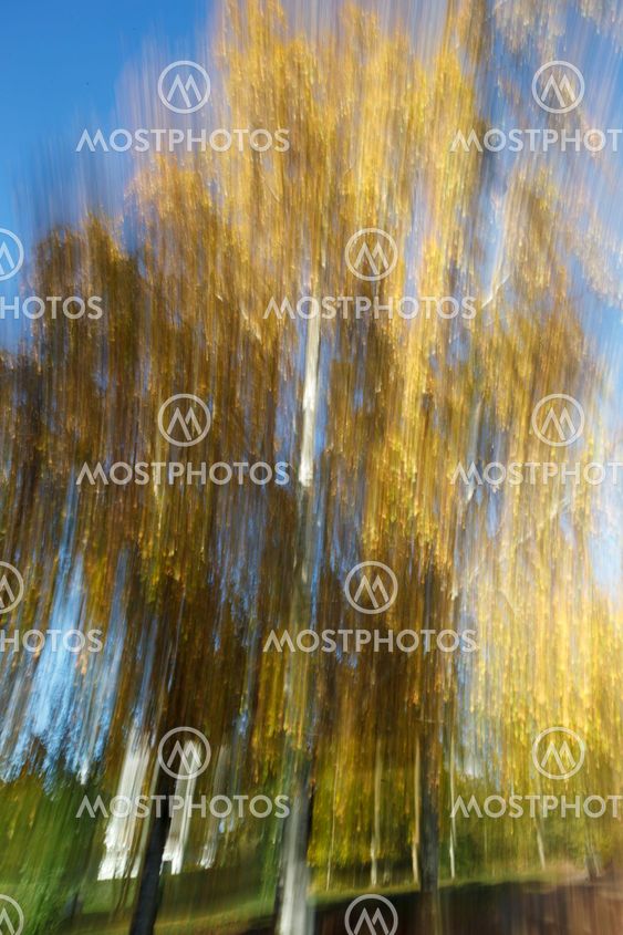 Blurred Birch Tree