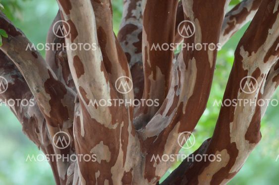 Crape Myrtle Wood