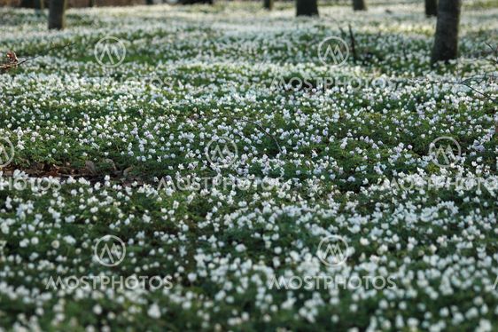 Anemone nemorosa