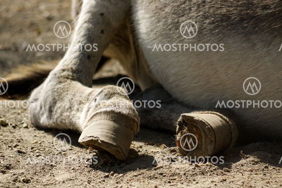 part of a lazy grey Donkey lying on the ground