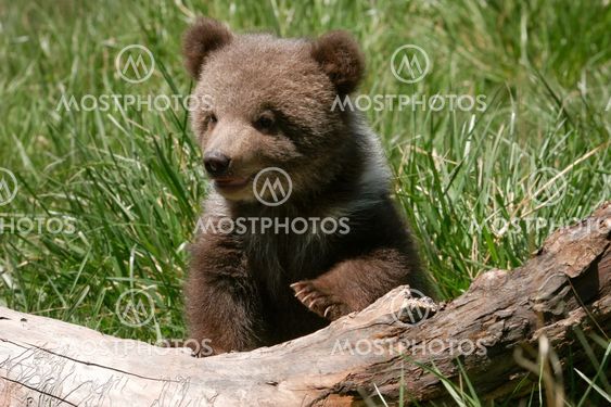 Grizzly bear cub sitting on the log