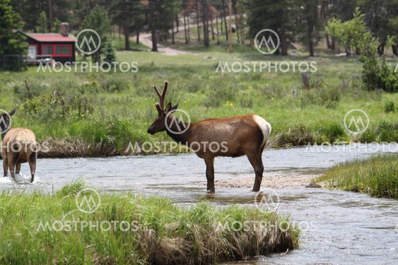 Male Elk in a Stream