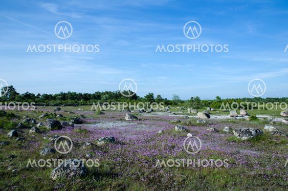 Purple flowers in rocky landscape