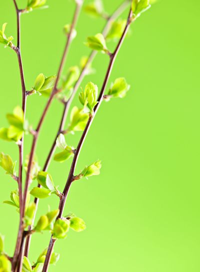 Branches with green spring leaves