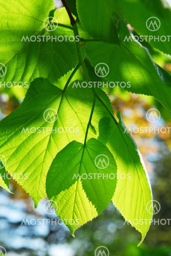Green leaves