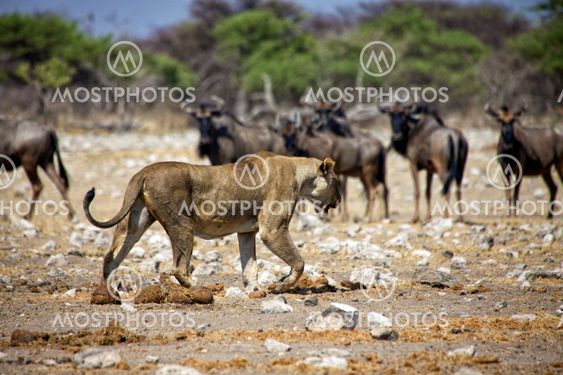 a lioness in front of wildebeest at etosha national park namibia