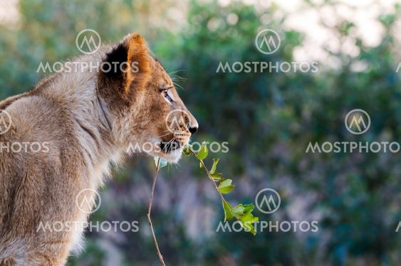 Lion - Löwe