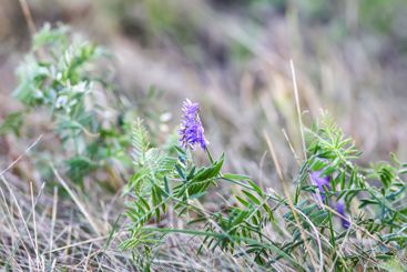 Tranquil autumn nature background in a sunset light.