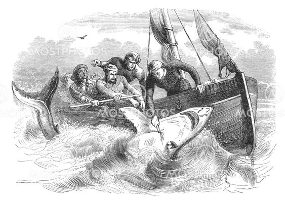 Killing Sharks
