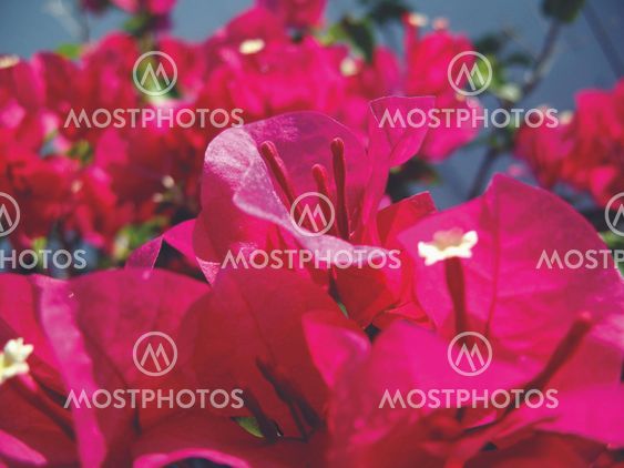 Red bougainvillea