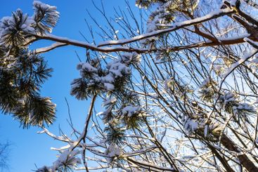 bottom view of snowy pine tree branches in forest