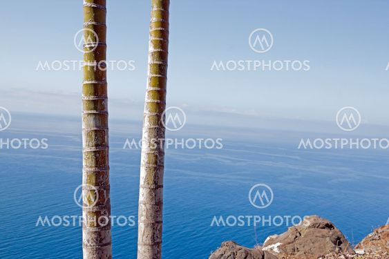 Bamboo in front of the Atlantic Ocean, Madeira