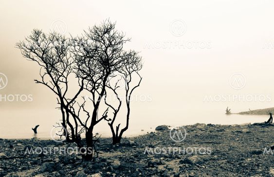 Calm Lake and Dead Tree
