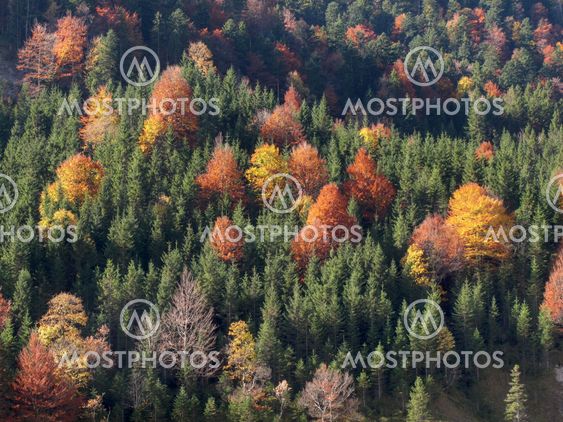 Mountainside with Autumn Trees
