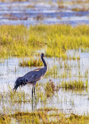 Beautiful Crane on a wet meadow a sunny  spring day