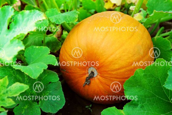 Pumpkin