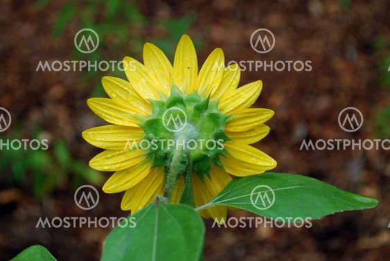 sun flower from behind