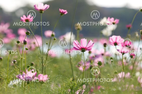 Blossom pink flower