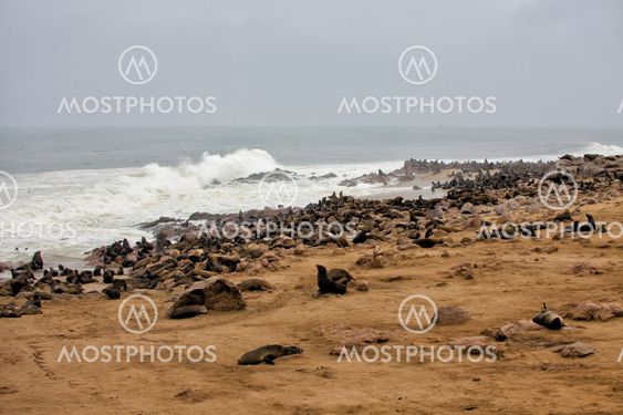 colony of seal on the beach at cape cross seal reserve namibia africa