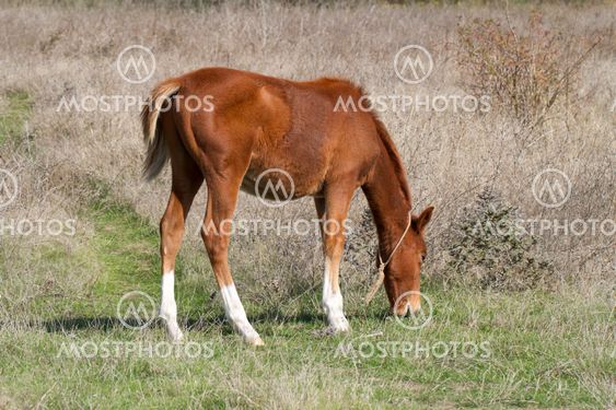 Brown foal grazing in a meadow in sunny autumn day.