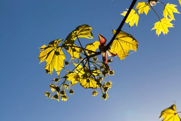 Thin maple foliage in sunlight in spring season