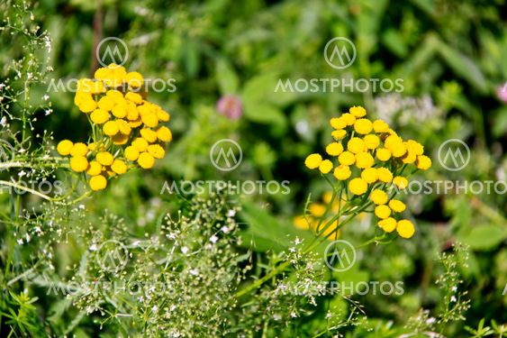 yellow herb tanacetum vulgare on background leaf