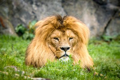 Male lion with a large mane relaxing
