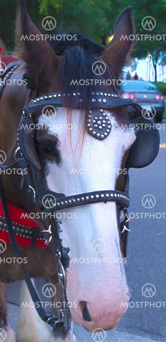 HDR horse head