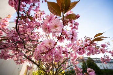 Pink blooming cherry tree in a garden by a house.