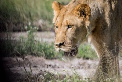 Close up of a young male Lion.