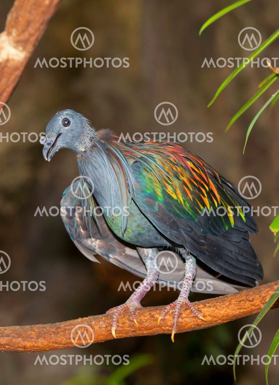 Nicobar Pigeon .