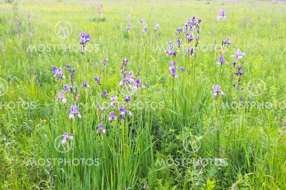 Wild Blue Iris Flowers By Olya Solodenko Mostphotos Wild Blue Iris Flowers By Olya Solodenko Mostphotos