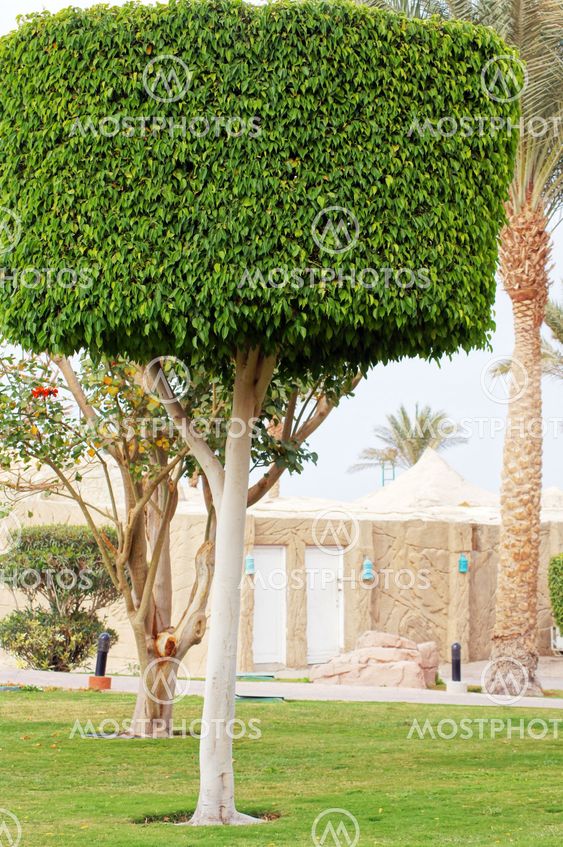 Green tree