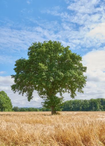 Tree, grass field and nature with blue sky or clouds on...