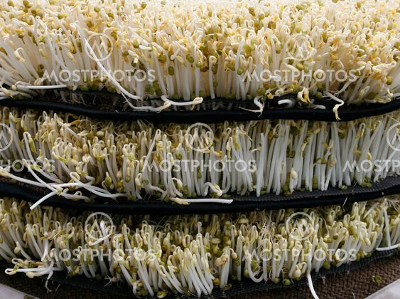 Organic beansprout