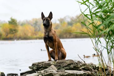 Belgian Malinois sitting on rocks near a lake.